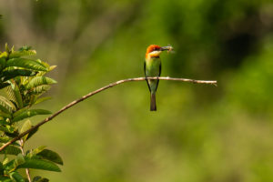 Chestnut-headed Bee-eater (Merops leschenaulti)