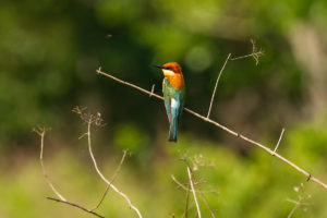 Chestnut-headed Bee-eater (Merops leschenaulti)