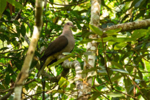 Mountain Imperial-Pigeon (Ducula badia)