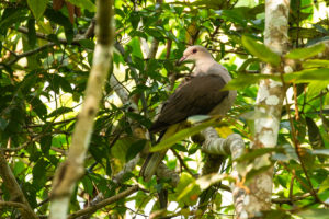 Mountain Imperial-Pigeon (Ducula badia)