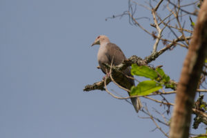 Mountain Imperial-Pigeon (Ducula badia)