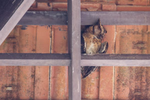 Indian Scops-Owl (Otus bakkamoena)