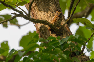 Oriental Scops-Owl (Otus sunia)