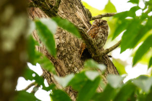 Oriental Scops-Owl (Otus sunia)