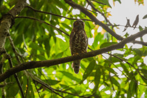 Brown Boobook (Ninox scutulata)