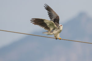 Black-winged Kite (Elanus caeruleus)