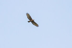 Oriental Honey-buzzard (Pernis ptilorhynchus)