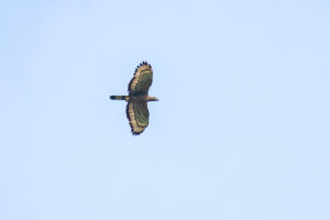 Oriental Honey-buzzard (Pernis ptilorhynchus)