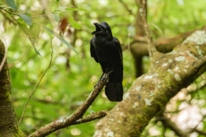 Large-billed Crow (Corvus macrorhynchos)