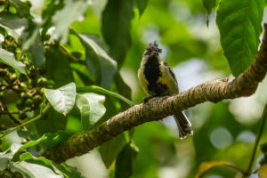 Indian Yellow Tit (Machlolophus aplonotus)