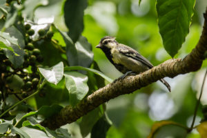 Indian Yellow Tit (Machlolophus aplonotus)