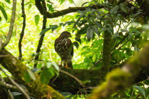 Crested Goshawk (Accipiter trivirgatus)