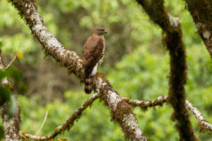 Crested Goshawk (Accipiter trivirgatus)