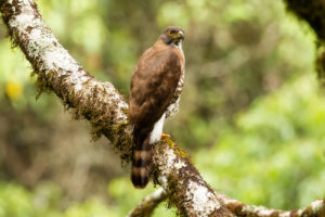 Crested Goshawk (Accipiter trivirgatus)