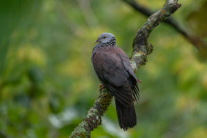 Nilgiri Wood-Pigeon (Columba elphinstonii)