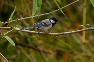 Cinereous Tit (Parus cinereus)