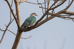 Green Imperial-Pigeon (Ducula aenea)