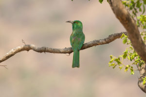 Blue-bearded Bee-eater (Nyctyornis athertoni)