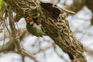 Coppersmith Barbet (Psilopogon haemacephalus)