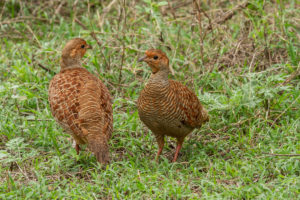 Gray Francolin (Francolinus pondicerianus)