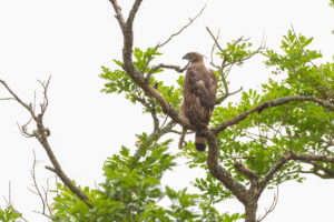 Changeable Hawk-Eagle (Nisaetus cirrhatus)