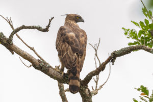 Changeable Hawk-Eagle (Nisaetus cirrhatus)