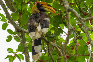 Great Hornbill (Buceros bicornis)