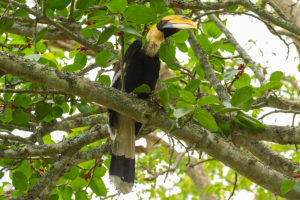 Great Hornbill (Buceros bicornis)