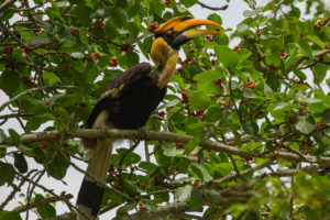 Great Hornbill (Buceros bicornis)