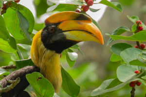 Great Hornbill (Buceros bicornis)