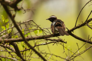 White-browed Fantail (Rhipidura aureola)