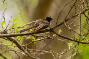 White-browed Fantail (Rhipidura aureola)