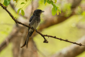 White-bellied Drongo (Dicrurus caerulescens)