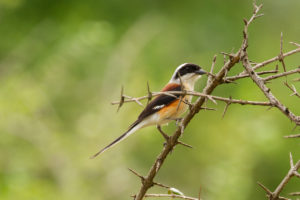 Bay-backed Shrike (Lanius vittatus)