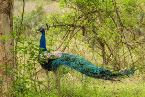 Indian Peafowl (Pavo cristatus)