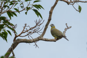 Yellow-footed Green-Pigeon (Treron phoenicopterus)