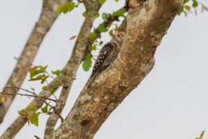 Yellow-crowned Woodpecker (Leiopicus mahrattensis)