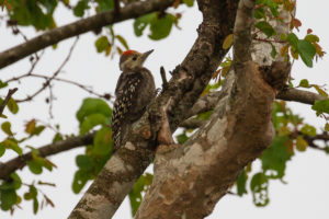 Yellow-crowned Woodpecker (Leiopicus mahrattensis)