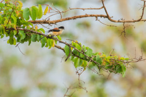 Bay-backed Shrike (Lanius vittatus)