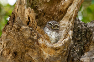 Spotted Owlet (Athene brama)