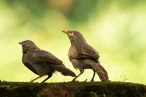 Jungle Babbler (Turdoides striata)