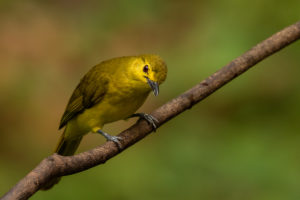 Yellow-browed Bulbul (Iole indica)
