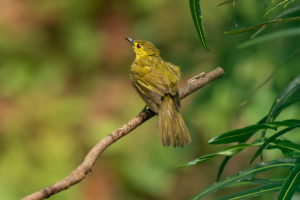 Yellow-browed Bulbul (Iole indica)