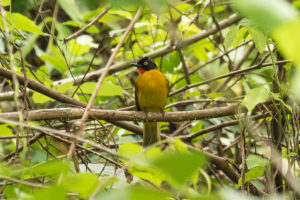 Flame-throated Bulbul (Rubigula gularis)