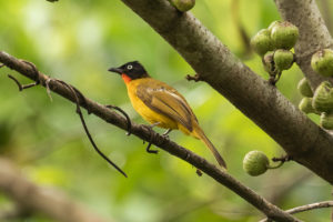 Flame-throated Bulbul (Rubigula gularis)