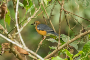 Orange-headed Thrush (Geokichla citrina)