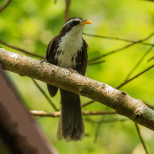 Indian Scimitar-Babbler (Pomatorhinus horsfieldii)