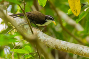 Indian Scimitar-Babbler (Pomatorhinus horsfieldii)