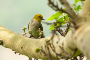 Yellow-throated Bulbul (Pycnonotus xantholaemus)