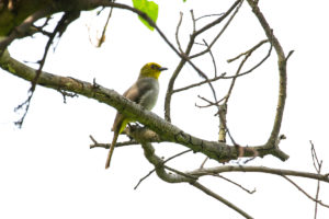 Yellow-throated Bulbul (Pycnonotus xantholaemus)